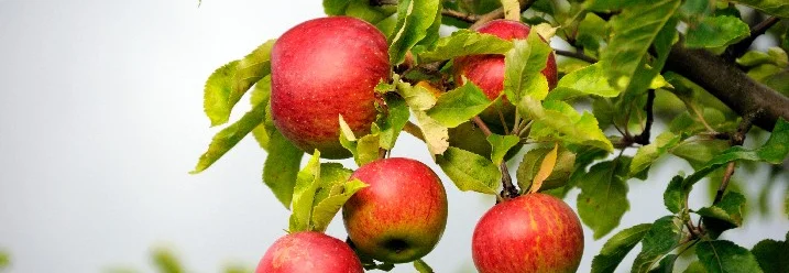 Reife Äpfel an einem Ast